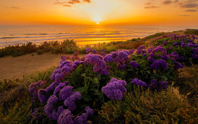 Lilac flowers on the ocean at sunset