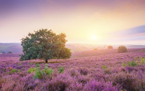 Lonely tree in the field with lilac flowers at dawn