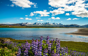 Lupine on the shore of a lake under a beautiful sky against a background of mountains in Iceland