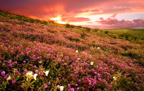 Pink wildflowers on the sunset background