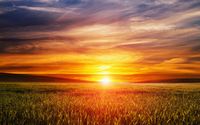 Закат летнего солнца над пшеничным полем 
