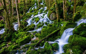The waterfall in the forest flows down the green stones