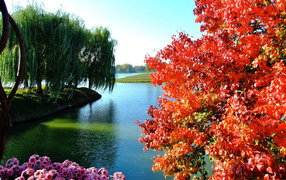 Деревья и цветы у озера в парке 