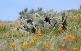 Wild desert cactus and yellow poppies in California