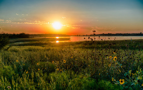 Wildflowers at sunset over the lake