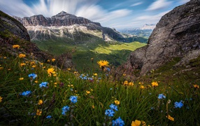 Полевые цветы на фоне гор под красивым голубым небом