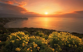 Yellow flowers on the ocean at sunset