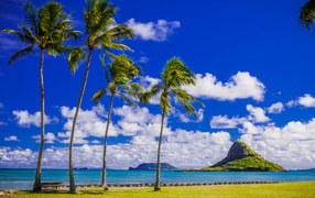 Пальмы на побережье под красивым голубым небом с белыми облаками, Гавайи. США