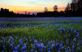 A field of blue flowers in the summer at sunrise
