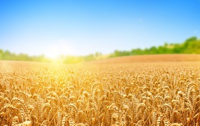 A field of golden wheat in the rays of a bright sun