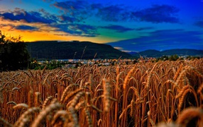 Поле спелой пшеницы на фоне красивого неба на закате