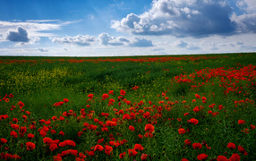 Field of beautiful red poppies under the blue sky in summer
