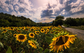 Field of sunflowers near the road against the beautiful sky