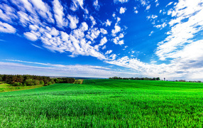 Green wheat field under a beautiful blue sky with clouds