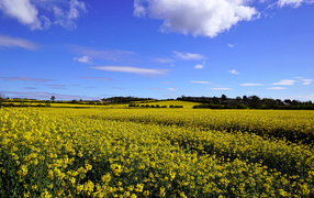 Rape field under a beautiful blue sky with white clouds
