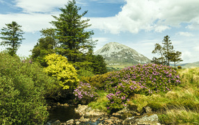 Красивая цветущая природа и ручей на фоне горы 