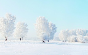 Красивые покрытые белым инеем деревья зимой