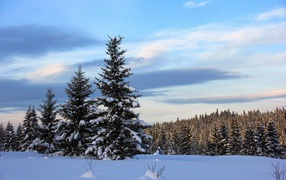 Пушистые ели покрыты белым снегом в зимнем лесу