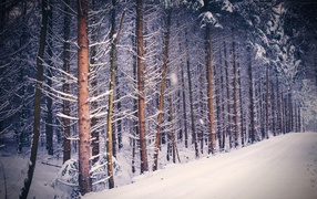 High snow-covered pines near the road in winter