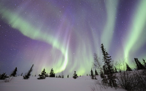 Northern lights over the winter forest