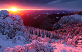 Pink winter sunrise over the forest