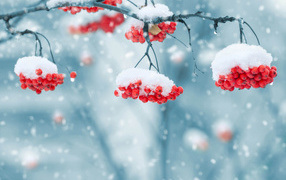Red berries of mountain ash on a branch are covered with snow in winter