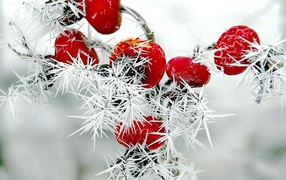 Красные ягоды шиповника покрыты колючим инеем 