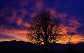 Silhouette of a tree against a beautiful sky at sunset in winter
