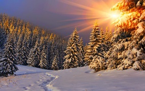 Snow-covered fir trees in the sun
