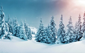 Snow-covered firs in a beautiful winter forest