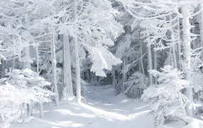 Snow-covered forest thicket