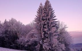 Snowy forest winter landscape