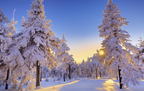 The sun's rays in a snowy forest