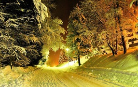 Trees in a snow-covered winter roads