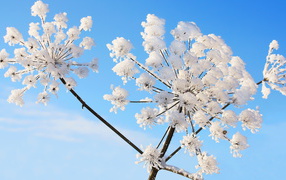 Umbrellas of fennel covered with frost