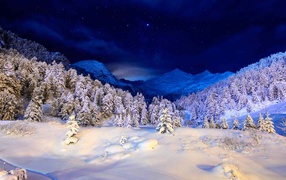 Winter night in a snowy forest