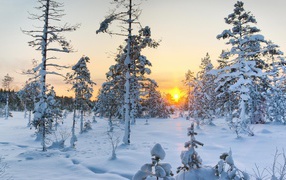 Winter sunrise over snow-covered pine trees