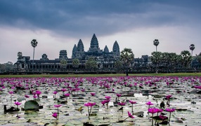 Flowering lotuses on the background of the temple complex of Angkor Wat, Cambodia