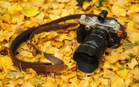 Фотоаппарат Olympus Pen-F лежит на желтой осенней листве