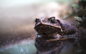 Big toad sits in the water