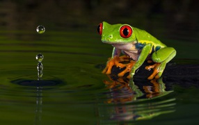 The green frog looks at the drop in the water