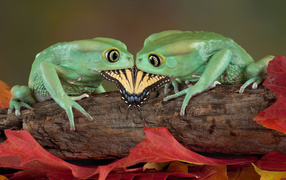 Two green frogs eat butterfly