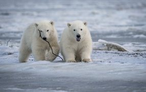 Два маленьких белых медвежонка на снегу