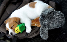 A little puppy is sleeping with a toy