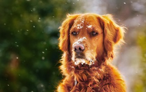A pedigree dog with a snout in the snow