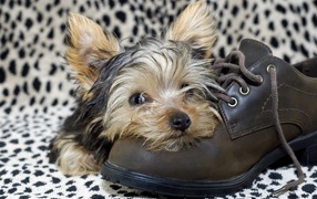 A puppy of a Yorkshire terrier is sleeping on a leather boot
