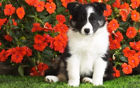 Little puppy sits in red flowers