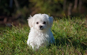 Maltese lap-dog in the green grass