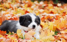 Puppy Border Collie lies on the fallen foliage
