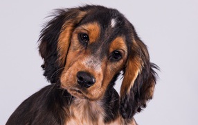 Puppy Cocker Spaniel on a gray background